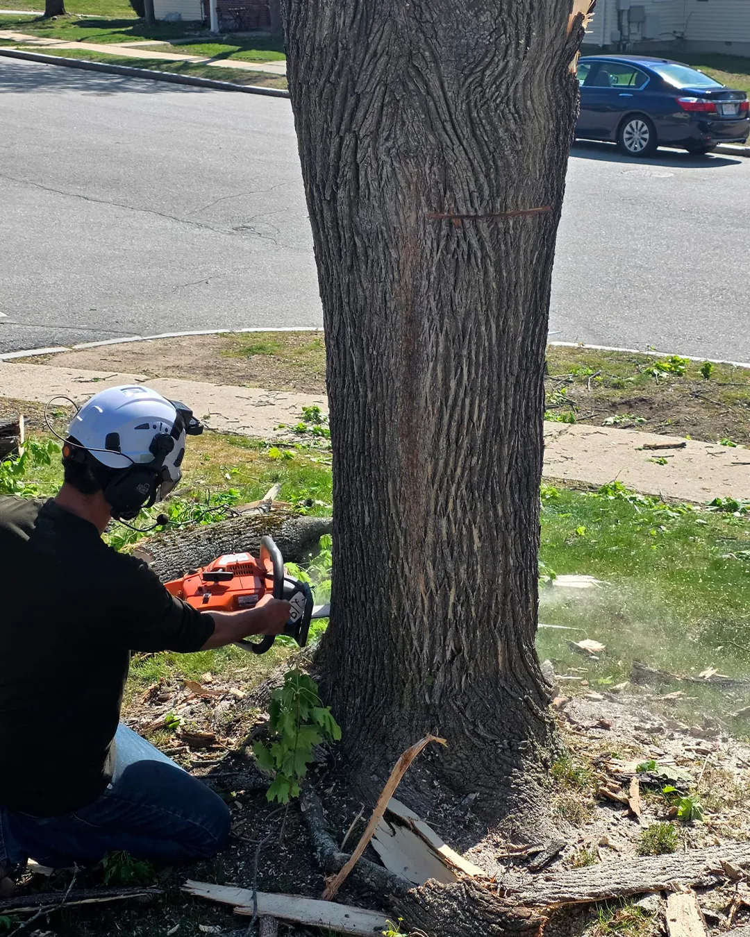 Arborist making a precision cut at the base of a trunk