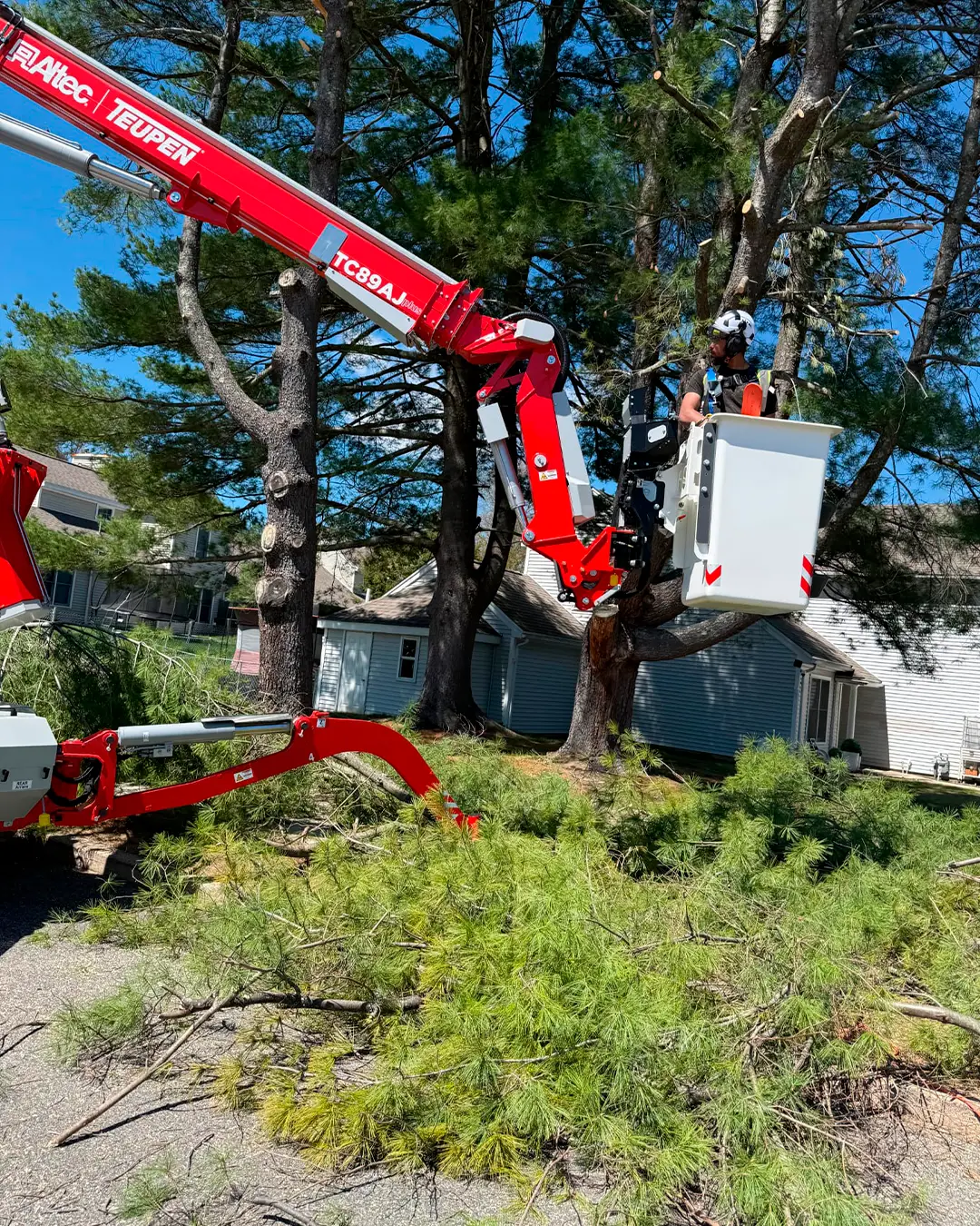 Arborist working from a lift bucket inside a pine canopy