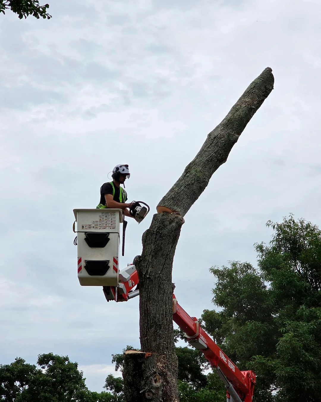 Tree Cutting